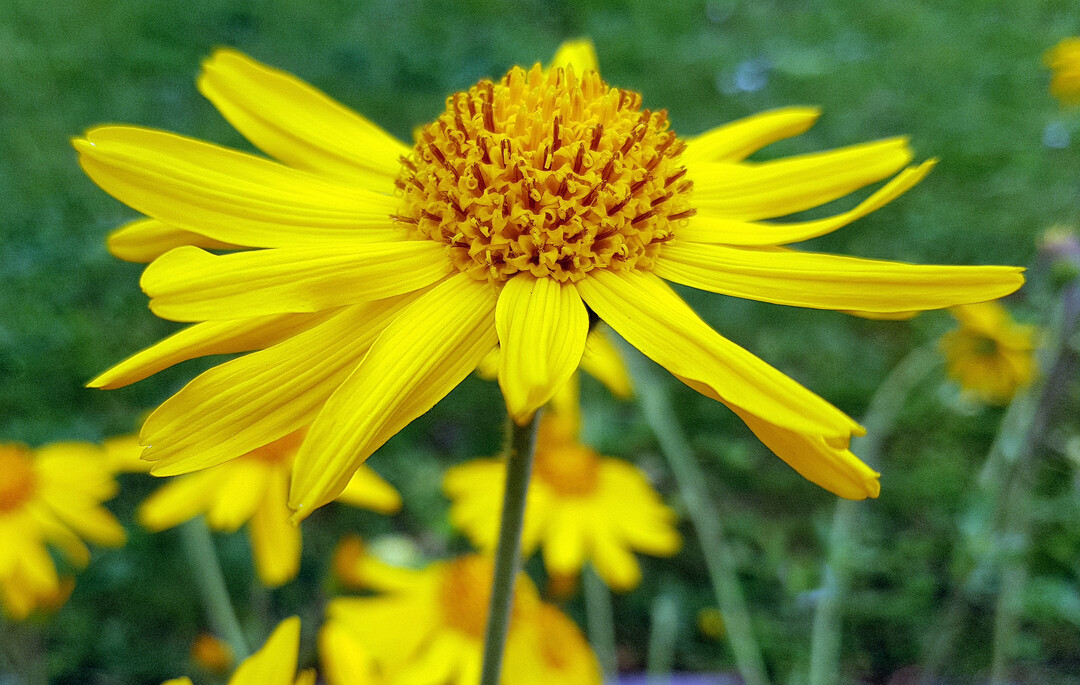 ARNICA MONTANA FLOWER EXTRACT (ArnikablütenExtrakt) Wirkstoffe